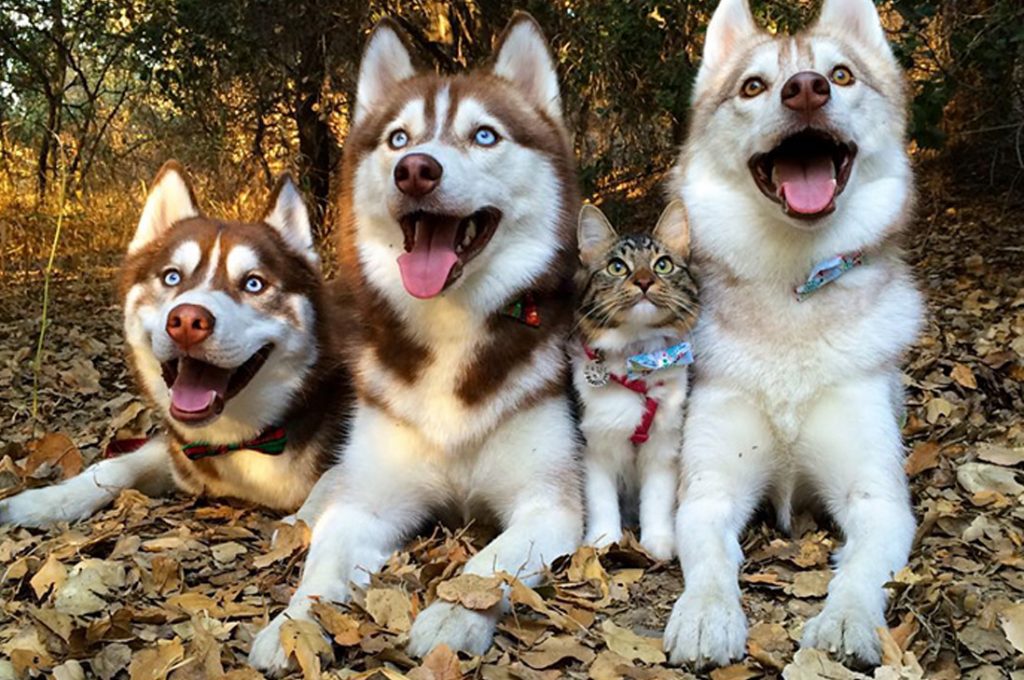 huskies-y-gato-4