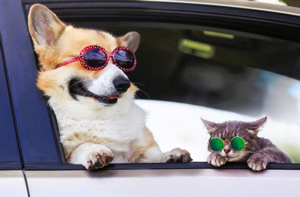 perro-y-gato-con-gafas-perforacion-3